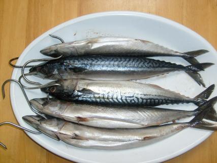 uzená makrela